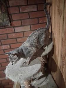 Friendly female cat - Photo 3