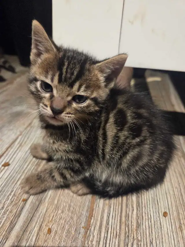 Adorables chatons Bengals