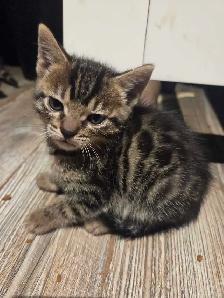 Adorables chatons Bengals