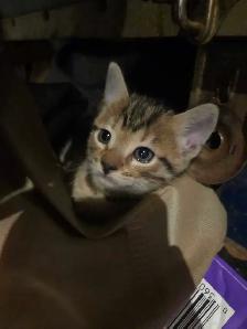 Adorables chatons Bengals - Photo 2