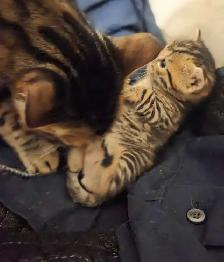 Adorables chatons Bengals - Photo 3