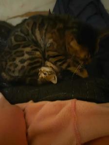 Adorables chatons Bengals - Photo 4