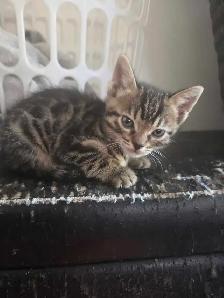 Adorables chatons Bengals - Photo 6