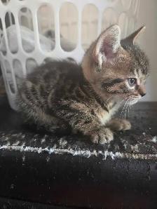 Adorables chatons Bengals - Photo 7