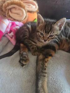 Adorables chatons Bengals - Photo 8
