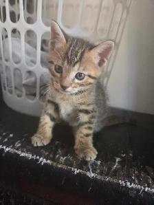 Adorables chatons Bengals - Photo 9