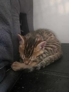 Adorables chatons Bengals - Photo 10