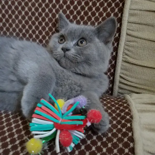 Scottish Straight shorthair ,longhair kittens CCA/AFC registered