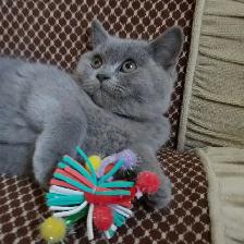 Scottish Straight shorthair ,longhair kittens CCA/AFC registered