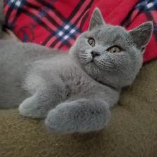 Scottish Straight shorthair ,longhair kittens CCA/AFC registered - Photo 2