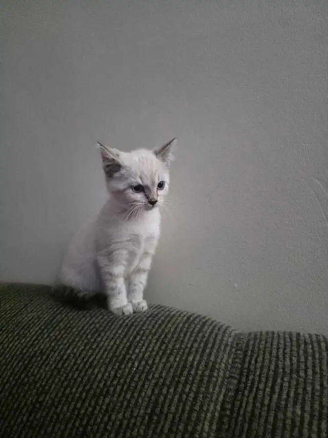 Chatons Bengal Snow à vendre !
