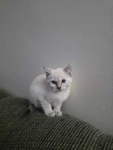 Chatons Bengal Snow à vendre ! - Photo 4