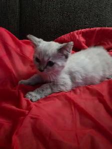 Chatons Bengal Snow à vendre ! - Photo 5
