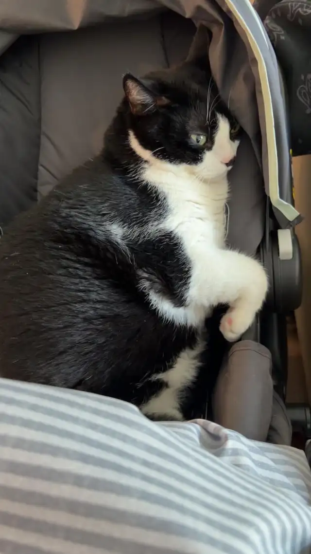 Sweet 7 year old cat!