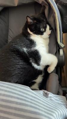 Sweet 7 year old cat!