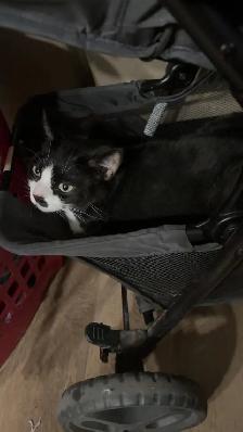 Sweet 7 year old cat! - Photo 2