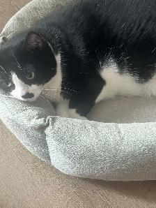 Sweet 7 year old cat! - Photo 3