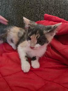 Chatons Calico à vendre ! Adorables - Photo 3