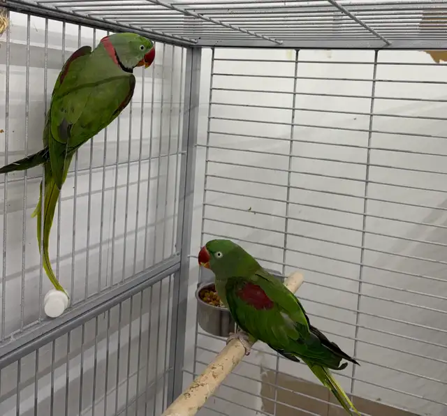 Alexandrine Parrot Pair
