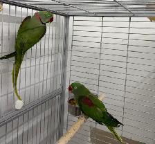 Alexandrine Parrot Pair