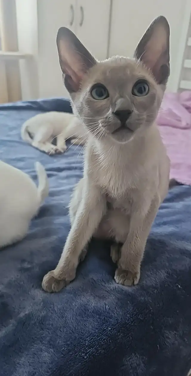 Siamois