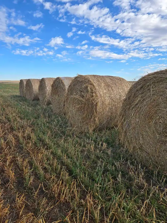 Oat Green Feed Bales