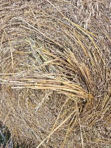 Oat Green Feed Bales - Photo 2