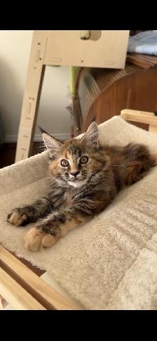 Purebred Maine Coon Kittens – Now Open for Reservation!