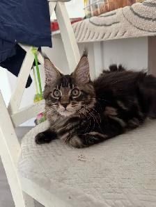 Purebred Maine Coon Kittens – Now Open for Reservation! - Photo 6