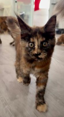 Purebred Maine Coon Kittens – Now Open for Reservation! - Photo 8