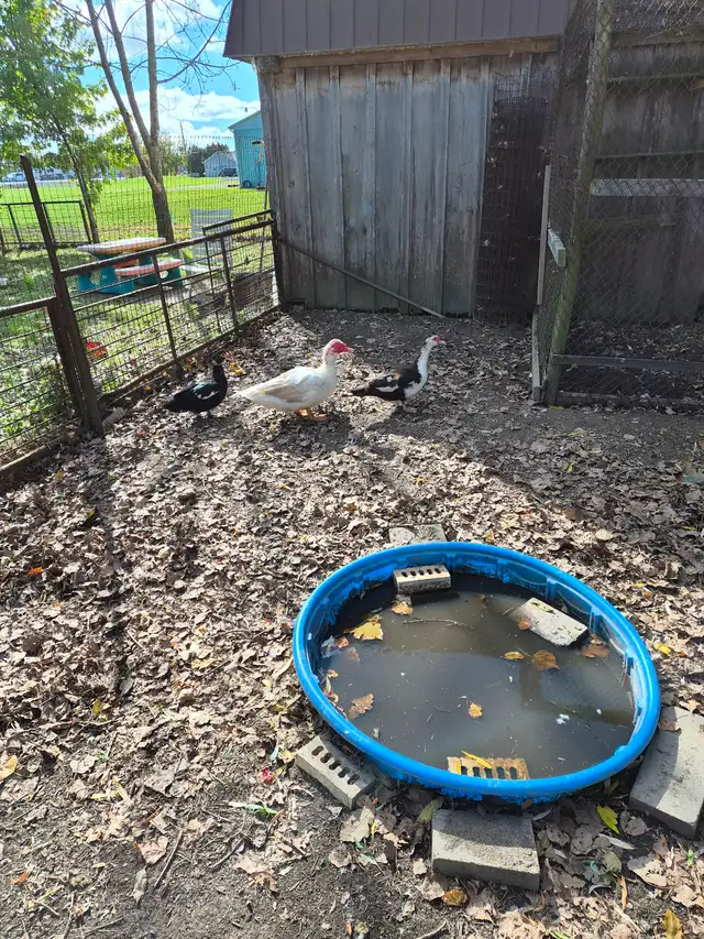 Trio of Muscovy ducks