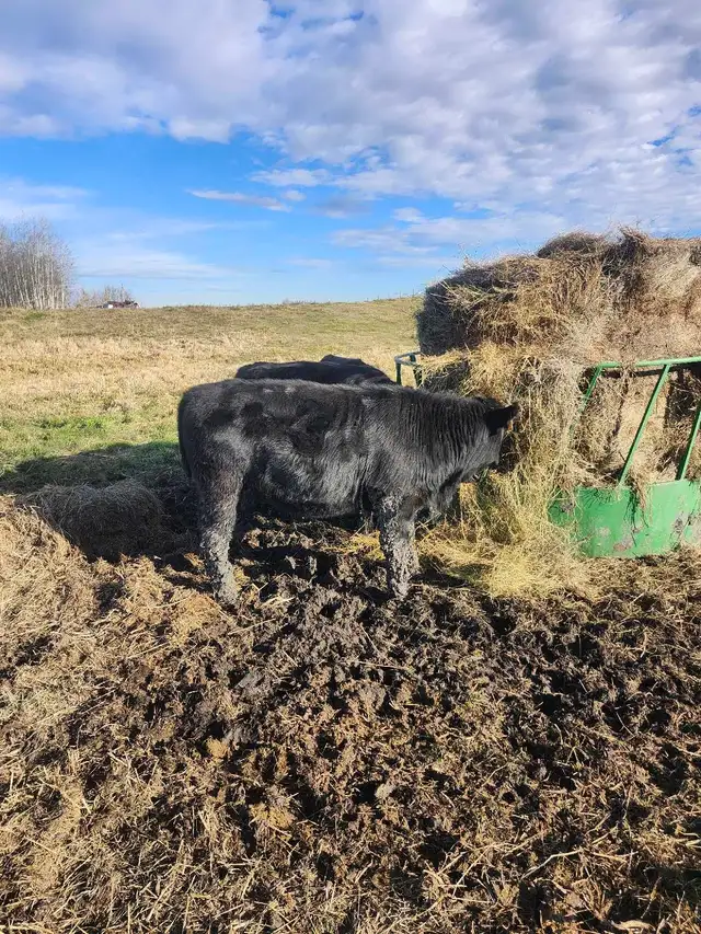 Black angus Steer