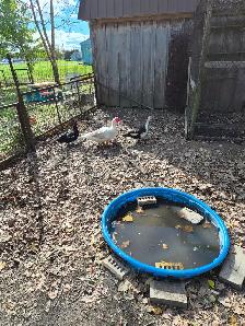 Trio muscovy ducks