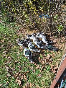 Muscovy ducks