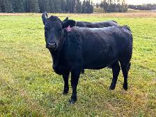 Bred Heifers