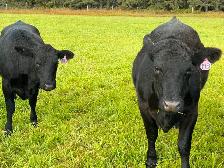 Bred Heifers - Photo 2