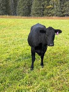 Bred Heifers - Photo 3