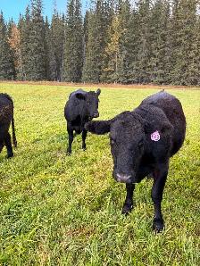 Bred Heifers - Photo 4