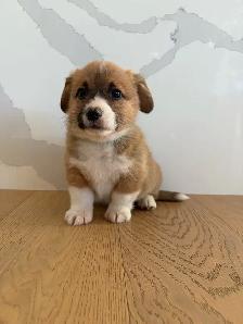 Purebred Pembroke Welsh Corgi’s - Photo 4