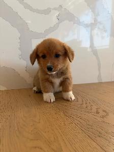 Purebred Pembroke Welsh Corgi’s - Photo 7