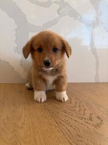 Purebred Pembroke Welsh Corgi’s - Photo 8