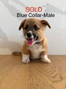Purebred Pembroke Welsh Corgi’s - Photo 10