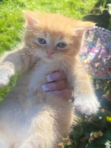 Beautiful Fluffy Kittens! -Ready Now! - Photo 3