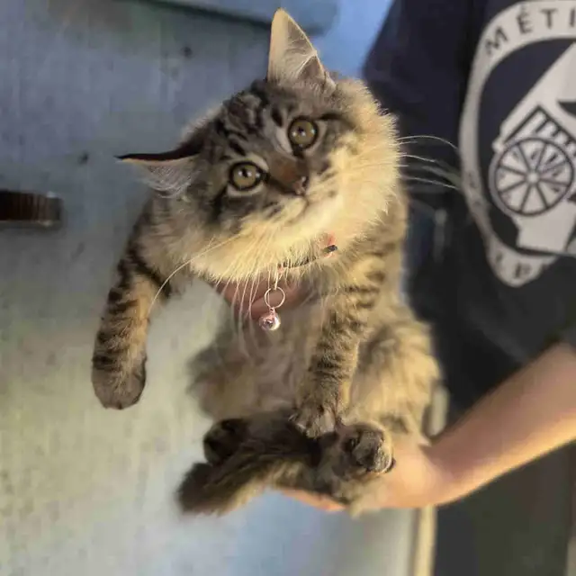 Docile Female Kitten