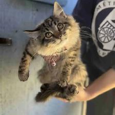 Docile Female Kitten