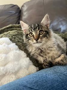 Docile Female Kitten - Photo 3