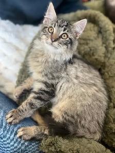 Docile Female Kitten - Photo 4