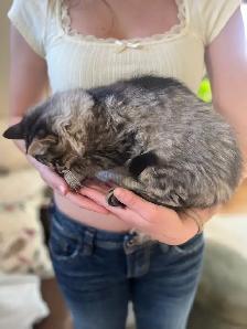 Docile Female Kitten - Photo 5