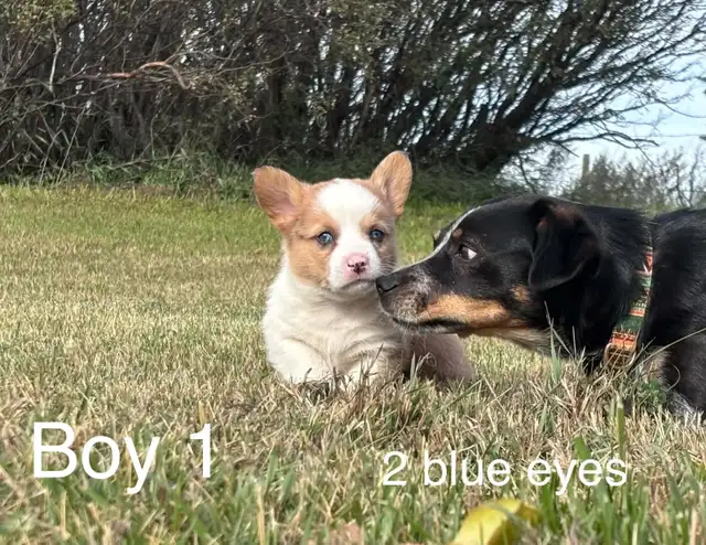 ADORABLE AMERICAN CORGI PUPPIES