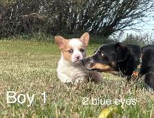 ADORABLE AMERICAN CORGI PUPPIES